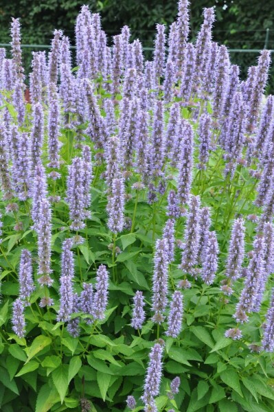 Garten-Duftnessel Agastache 'Blue Fortune' 5-10 Topf 9x9 cm (P9) Agastache 'Blue Fortune'