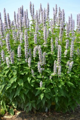 Garten-Duftnessel Agastache 'Blue Fortune' 5-10 Topf 9x9 cm (P9) Agastache 'Blue Fortune'
