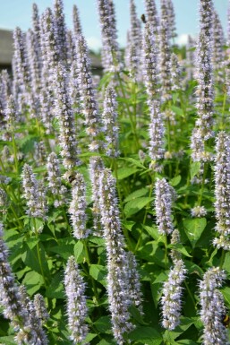 Garten-Duftnessel Agastache 'Blue Fortune' 5-10 Topf 9x9 cm (P9) Agastache 'Blue Fortune'