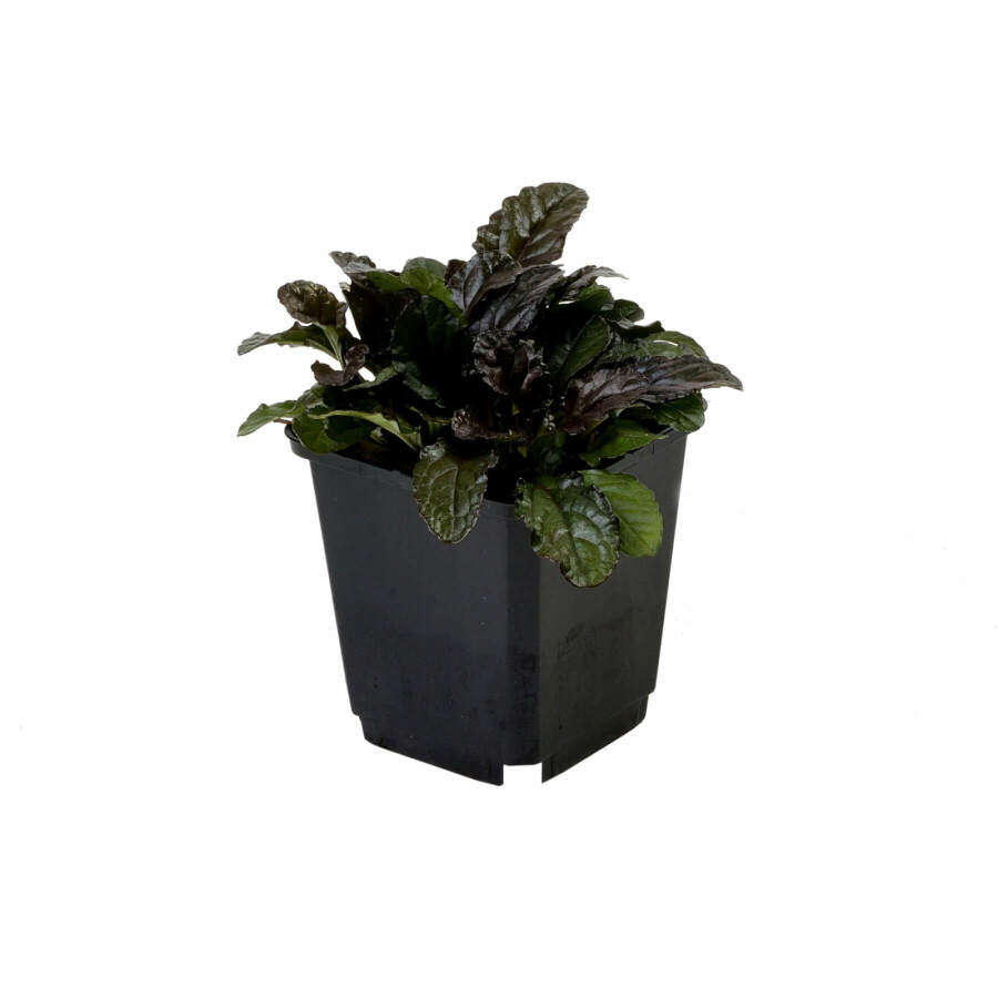 Rotblättriger Garten Günsel Ajuga reptans 'Atropurpurea' 5-10 Topf 9x9 cm (P9) Ajuga reptans 'Atropurpurea'