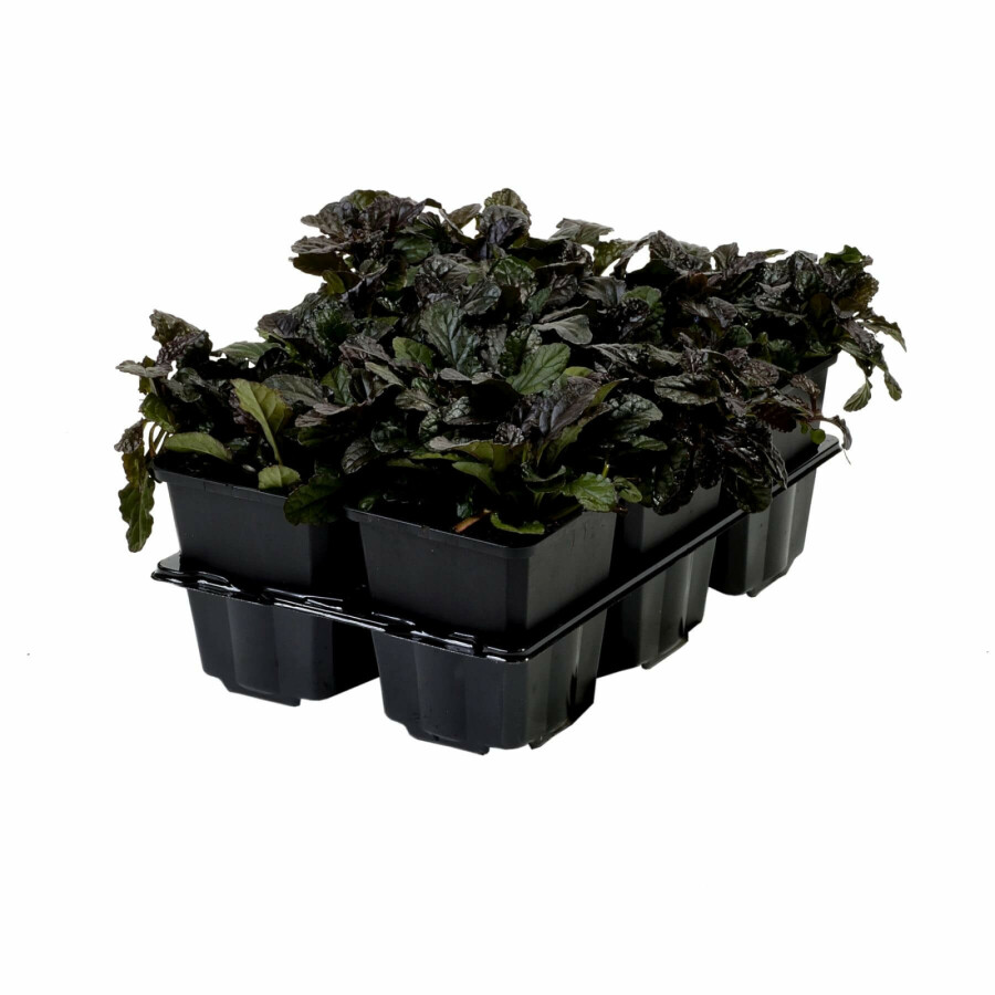 Rotblättriger Garten Günsel Ajuga reptans 'Atropurpurea' 5-10 Topf 9x9 cm (P9) Ajuga reptans 'Atropurpurea'