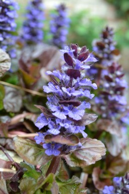 Rotblättriger Garten Günsel Ajuga reptans 'Atropurpurea' 5-10 Topf 9x9 cm (P9)