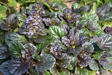Rottblättriger Garten Günsel Ajuga reptans 'Black Scallop' 5-10 Topf 9x9 cm (P9) Ajuga reptans 'Black Scallop'