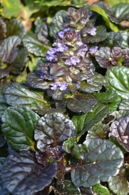 Ajuga reptans 'Black Scallop'