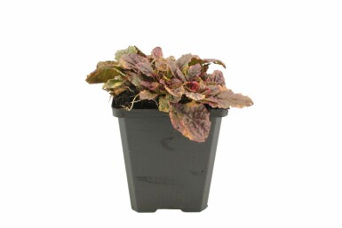 Mehrfarbiger Garten-Günsel Ajuga reptans 'Burgundy Glow' 5-10 Topf 9x9 cm (P9)