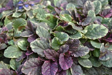 Mehrfarbiger Garten-Günsel Ajuga reptans 'Burgundy Glow' 5-10 Topf 9x9 cm (P9)