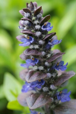 Kriechender Purpur-Günsel Ajuga reptans 'Catlin's Giant' 5-10 Topf 9x9 cm (P9) Ajuga reptans 'Catlin's Giant'