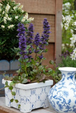 Kriechender Purpur-Günsel Ajuga reptans 'Catlin's Giant' 5-10 Topf 9x9 cm (P9) Ajuga reptans 'Catlin's Giant'
