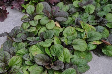 Kriechender Purpur-Günsel Ajuga reptans 'Catlin's Giant' 5-10 Topf 9x9 cm (P9) Ajuga reptans 'Catlin's Giant'
