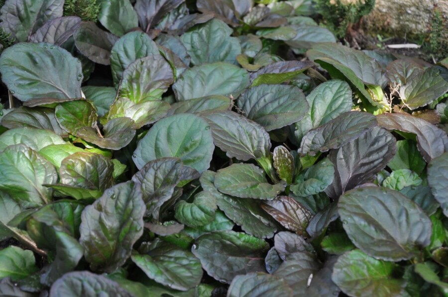 Kriechender Purpur-Günsel Ajuga reptans 'Catlin's Giant' 5-10 Topf 9x9 cm (P9) Ajuga reptans 'Catlin's Giant'