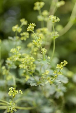 Rotstieliger Frauenmantel Alchemilla erythropoda 5-10 Topf 9x9 cm (P9)