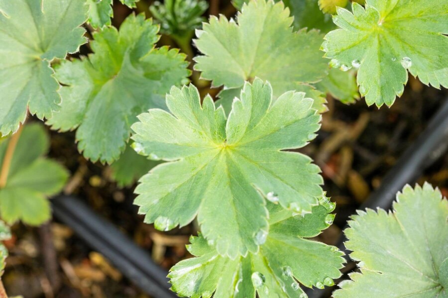 Rotstieliger Frauenmantel Alchemilla erythropoda 5-10 Topf 9x9 cm (P9) Alchemilla erythropoda