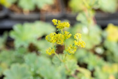 Rotstieliger Frauenmantel Alchemilla erythropoda 5-10 Topf 9x9 cm (P9) Alchemilla erythropoda