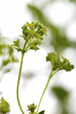 Rotstieliger Frauenmantel Alchemilla erythropoda 5-10 Topf 9x9 cm (P9) Alchemilla erythropoda