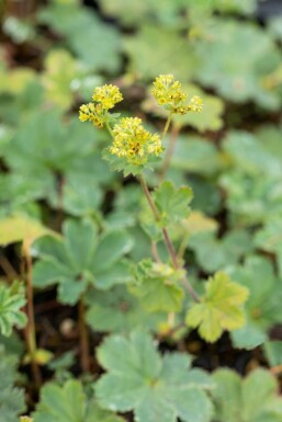 Rotstieliger Frauenmantel Alchemilla erythropoda 5-10 Topf 9x9 cm (P9) Alchemilla erythropoda