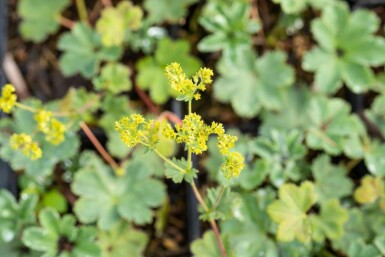 Rotstieliger Frauenmantel Alchemilla erythropoda 5-10 Topf 9x9 cm (P9) Alchemilla erythropoda