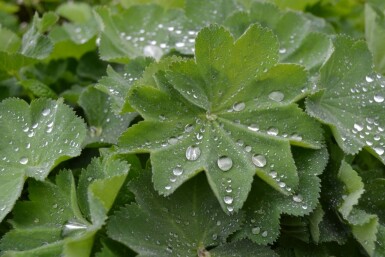 Großblättriger Frauenmantel Alchemilla mollis 5-10 Topf 9x9 cm (P9) Alchemilla mollis