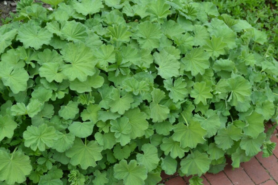 Großblättriger Frauenmantel Alchemilla mollis 5-10 Topf 9x9 cm (P9) Alchemilla mollis