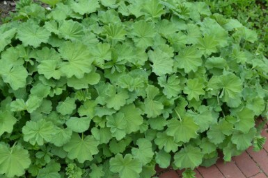 Großblättriger Frauenmantel Alchemilla mollis 5-10 Topf 9x9 cm (P9) Alchemilla mollis