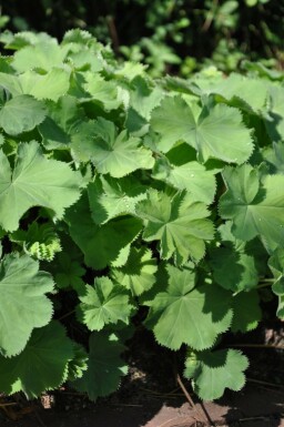 Großblättriger Frauenmantel Alchemilla mollis 5-10 Topf 9x9 cm (P9) Alchemilla mollis