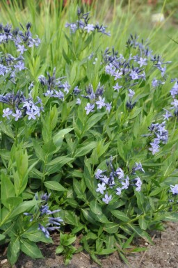 Blausternbusch Amsonia 'Blue Ice' 5-10 Topf 9x9 cm (P9) Amsonia 'Blue Ice'