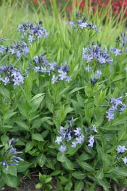 Blausternbusch Amsonia 'Blue Ice' 5-10 Topf 9x9 cm (P9)