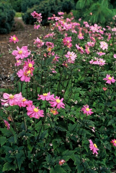 Herbst-Anemone Anemone hupehensis 'Prinz Heinrich' 5-10 Topf 9x9 cm (P9) Anemone hupehensis 'Prinz Heinrich'