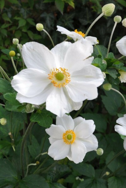 Herbst-Anemone Anemone hybrida 'Honorine Jobert' 10-15 Topf 2 ltr. (C2) Anemone hybrida 'Honorine Jobert'