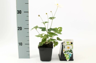 Herbst-Anemone Anemone hybrida 'Honorine Jobert' 5-10 Topf 9x9 cm (P9)