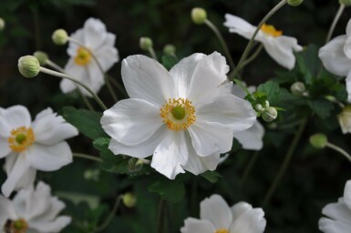 Herbst-Anemone Anemone hybrida 'Honorine Jobert' 5-10 Topf 9x9 cm (P9) Anemone hybrida 'Honorine Jobert'