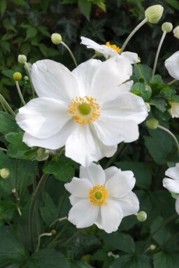 Herbst-Anemone Anemone hybrida 'Honorine Jobert' 5-10 Topf 9x9 cm (P9) Anemone hybrida 'Honorine Jobert'