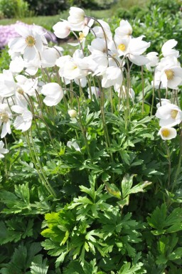 Großes Wald-Windröschen Anemone sylvestris 5-10 Topf 9x9 cm (P9) Anemone sylvestris