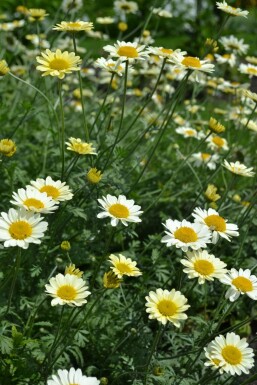 Färberkamille Anthemis hybrida 'Sauce Hollandaise' 5-10 Topf 9x9 cm (P9)