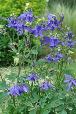 Alpen-Akelei Aquilegia alpina 5-10 Topf 9x9 cm (P9)