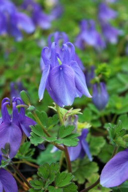 Aquilegia flabellata 'Ministar'