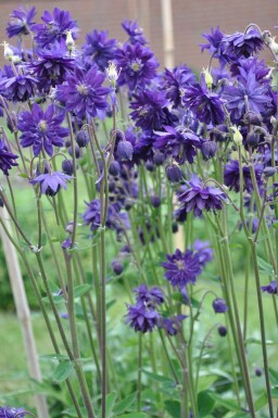 Gefüllte Akelei Aquilegia vulgaris 'Black Barlow' 5-10 Topf 9x9 cm (P9)