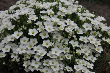 Berg-Sandkraut Arenaria montana 5-10 Topf 9x9 cm (P9) Arenaria montana
