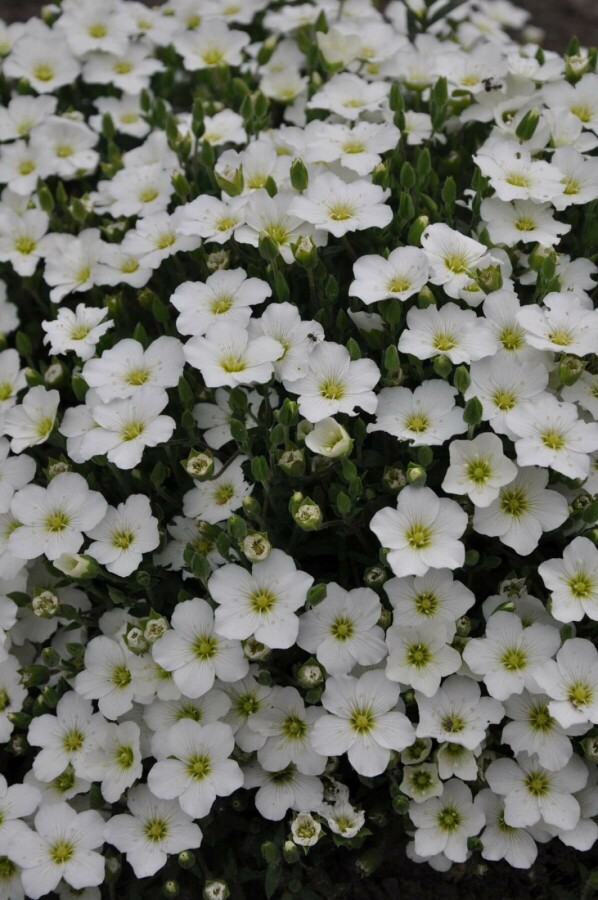 Berg-Sandkraut Arenaria montana 5-10 Topf 9x9 cm (P9) Arenaria montana