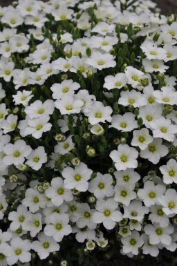 Berg-Sandkraut Arenaria montana 5-10 Topf 9x9 cm (P9) Arenaria montana