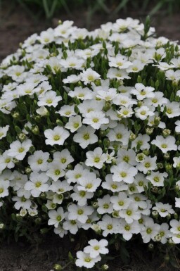 Berg-Sandkraut Arenaria montana 5-10 Topf 9x9 cm (P9) Arenaria montana