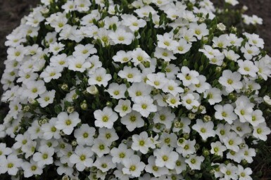 Berg-Sandkraut Arenaria montana 5-10 Topf 9x9 cm (P9) Arenaria montana
