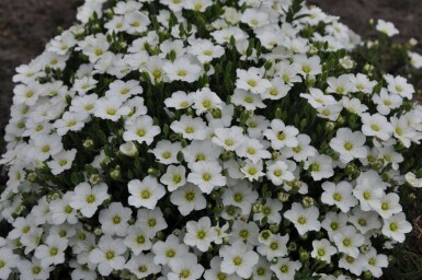 Berg-Sandkraut Arenaria montana 5-10 Topf 9x9 cm (P9) Arenaria montana