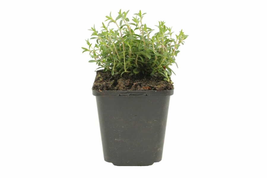Berg-Sandkraut Arenaria montana 5-10 Topf 9x9 cm (P9) Arenaria montana