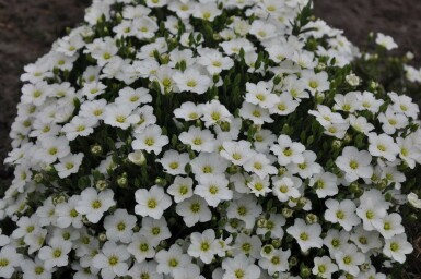 Berg-Sandkraut Arenaria montana 5-10 Topf 9x9 cm (P9) Arenaria montana