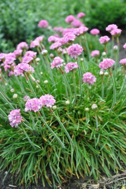 Grasnelke Armeria maritima 'Splendens Perfecta' 5-10 Topf 9x9 cm (P9)