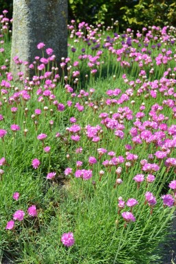 Grasnelke Armeria maritima 'Splendens' 5-10 Topf 9x9 cm (P9)