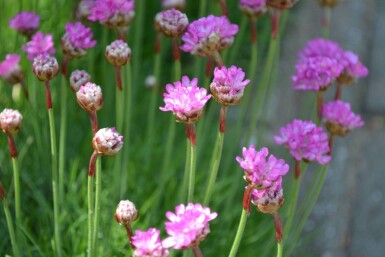 Grasnelke Armeria maritima 'Splendens' 5-10 Topf 9x9 cm (P9) Armeria maritima 'Splendens'
