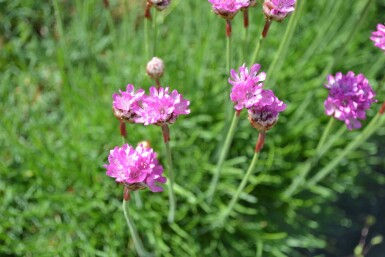 Grasnelke Armeria maritima 'Splendens' 5-10 Topf 9x9 cm (P9) Armeria maritima 'Splendens'