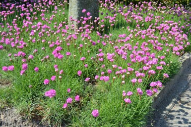 Grasnelke Armeria maritima 'Splendens' 5-10 Topf 9x9 cm (P9) Armeria maritima 'Splendens'