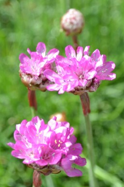 Grasnelke Armeria maritima 'Splendens' 5-10 Topf 9x9 cm (P9) Armeria maritima 'Splendens'